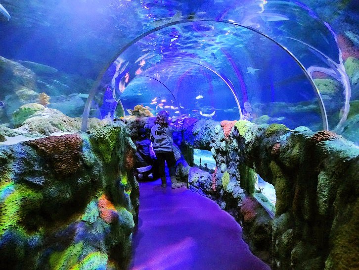 SEA LIFE Charlotte Concord Aquarium All You Need To Know BEFORE You Go   Short Tunnel 