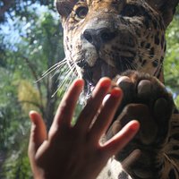 Onça linda e bem cuidada, interagindo com as crianças.