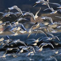 菊名海岸のゆりかもめ