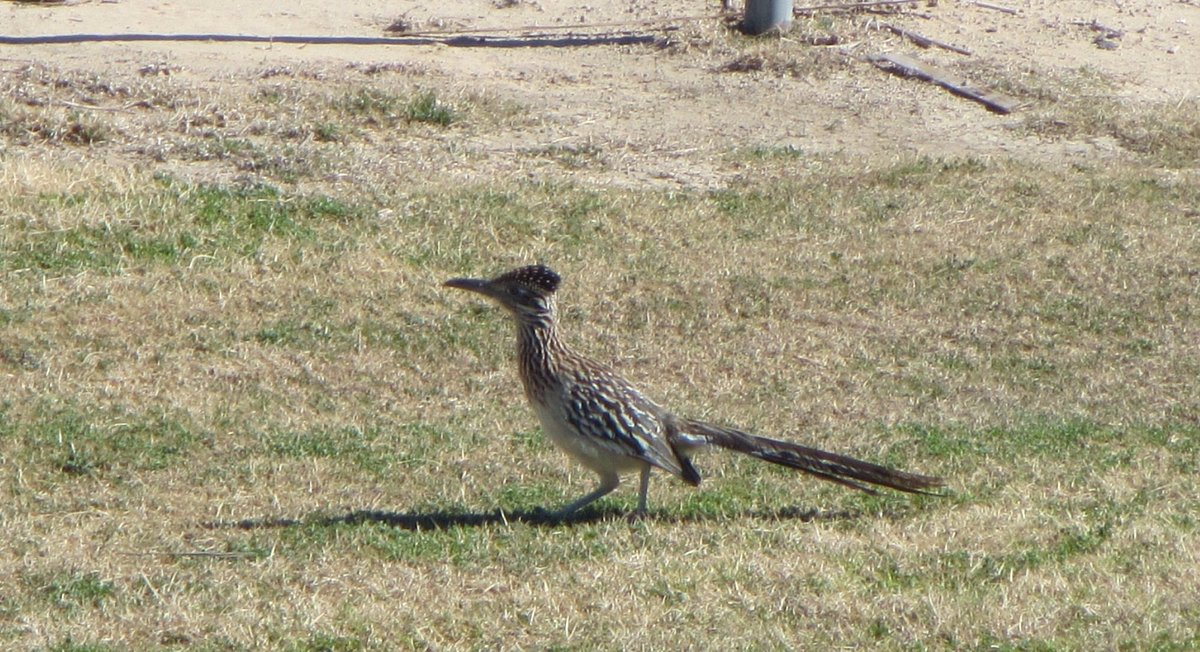 2022年 Roadrunner Dunes Golf course 行く前に!見どころをチェック トリップアドバイザー 2022年 Roadrunner Dunes Golf course 行く前に!見どころをチェック トリップアドバイザー