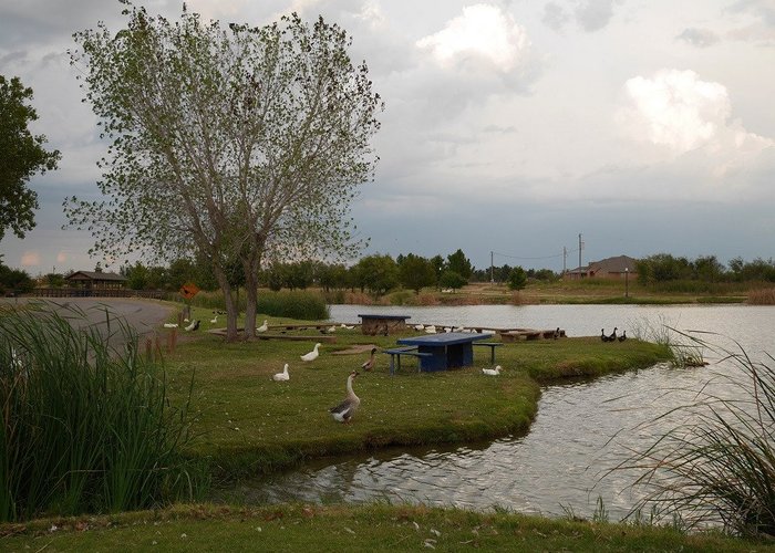 Ducks at Lake