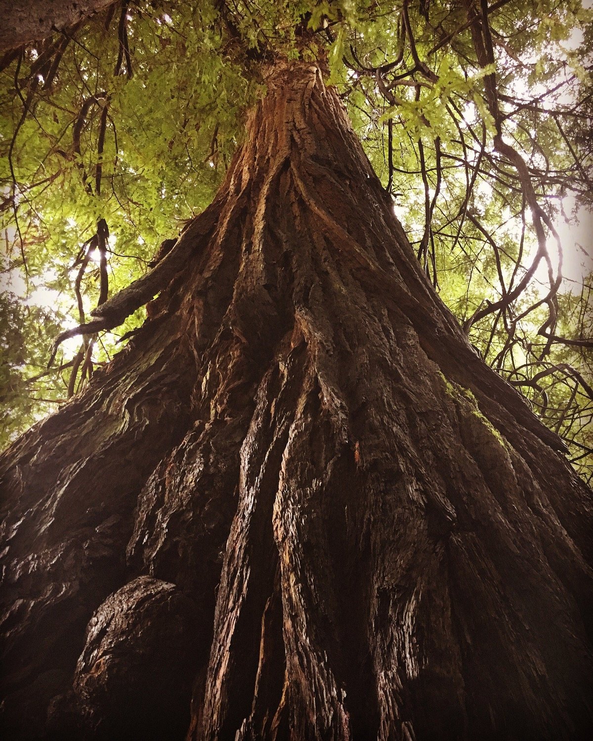 are dogs allowed in navarro river redwoods state park ca