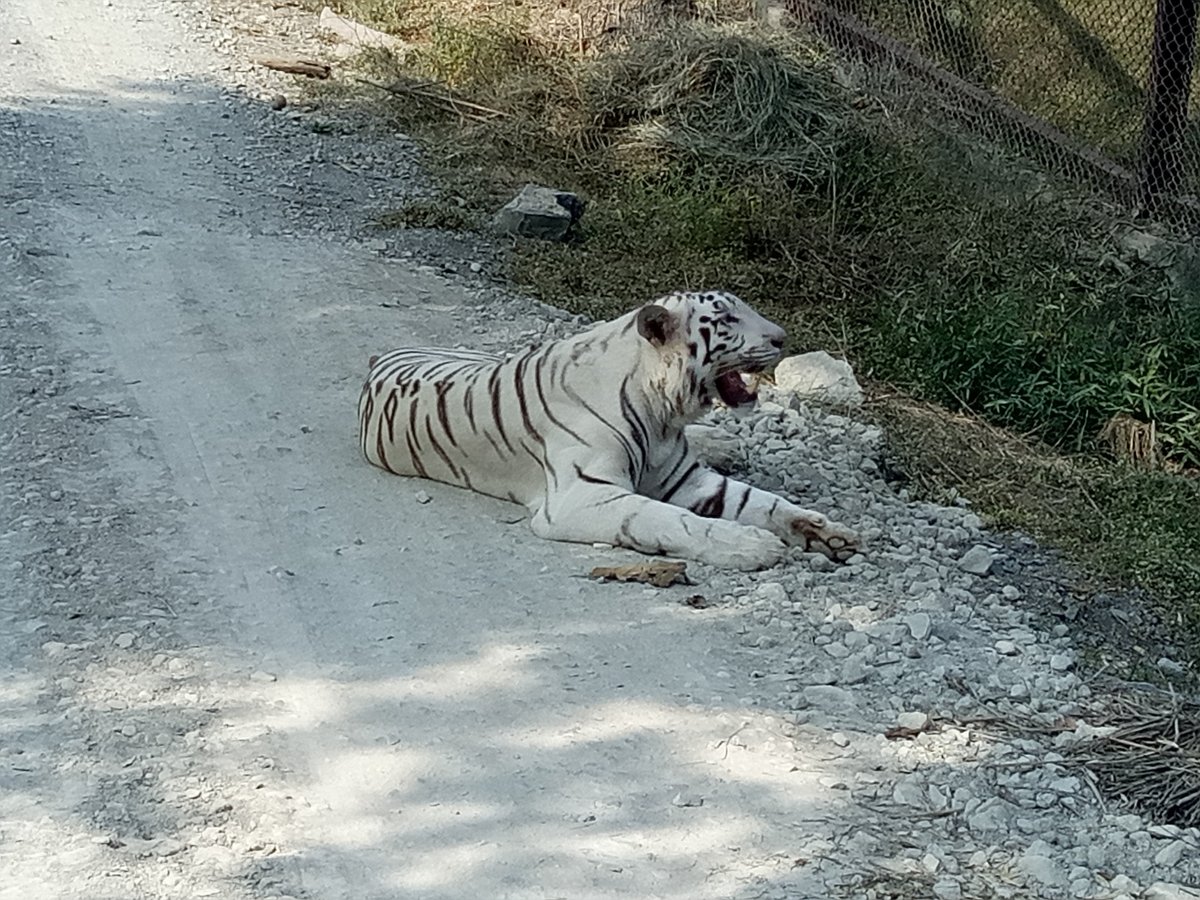 All about White Tigers in India - Bandhavgarh National Park