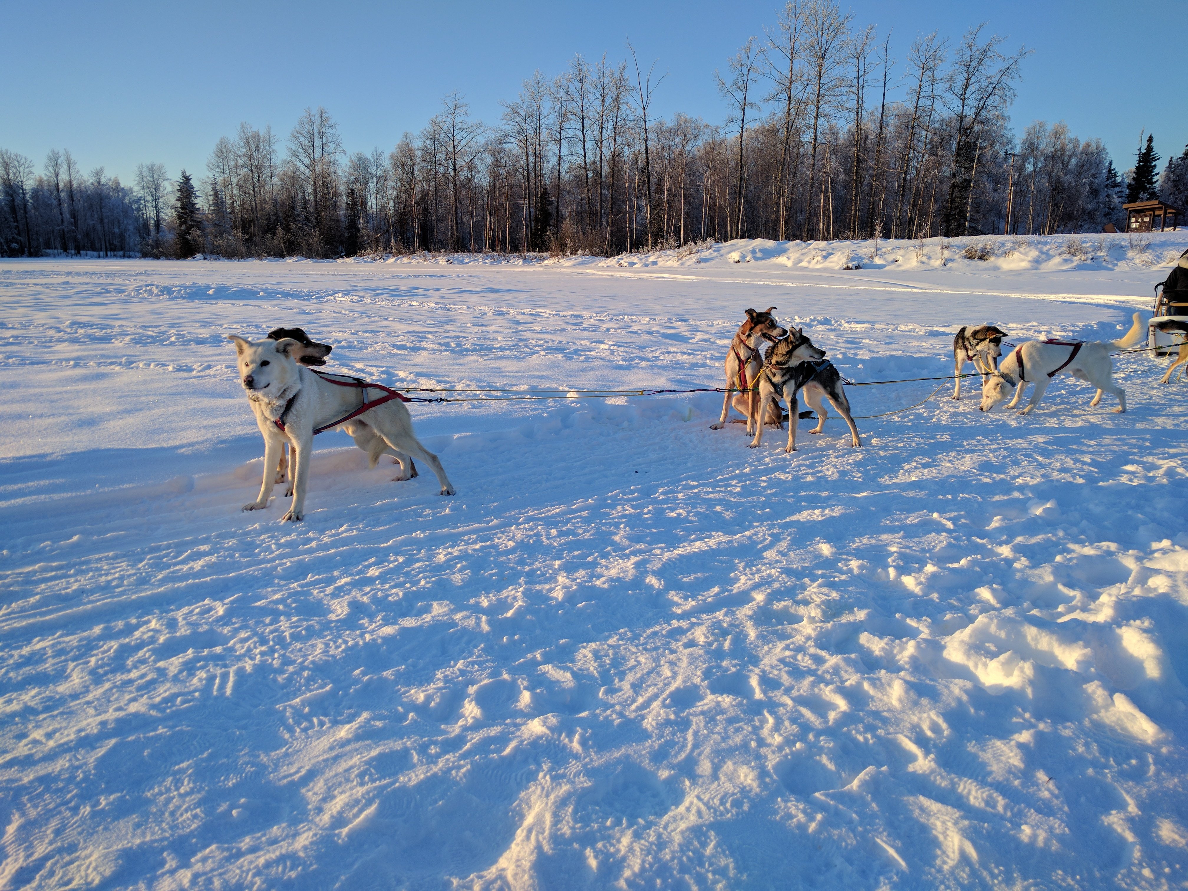 High country shop dog kennel