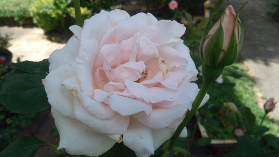 Muitas rosas no jardim