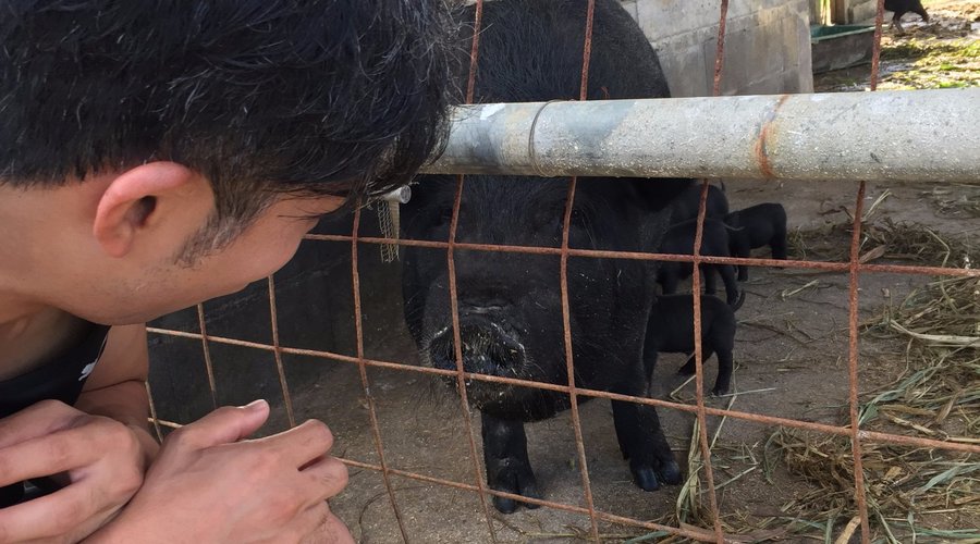 Local Okinawa Farm