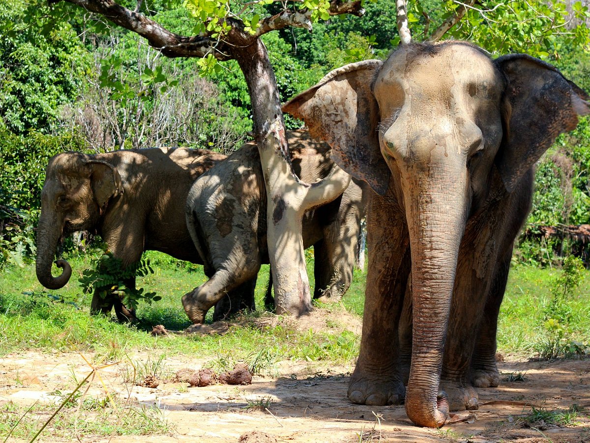 phuket thailand elephant safari