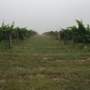 Vineyards of Cope-Williams