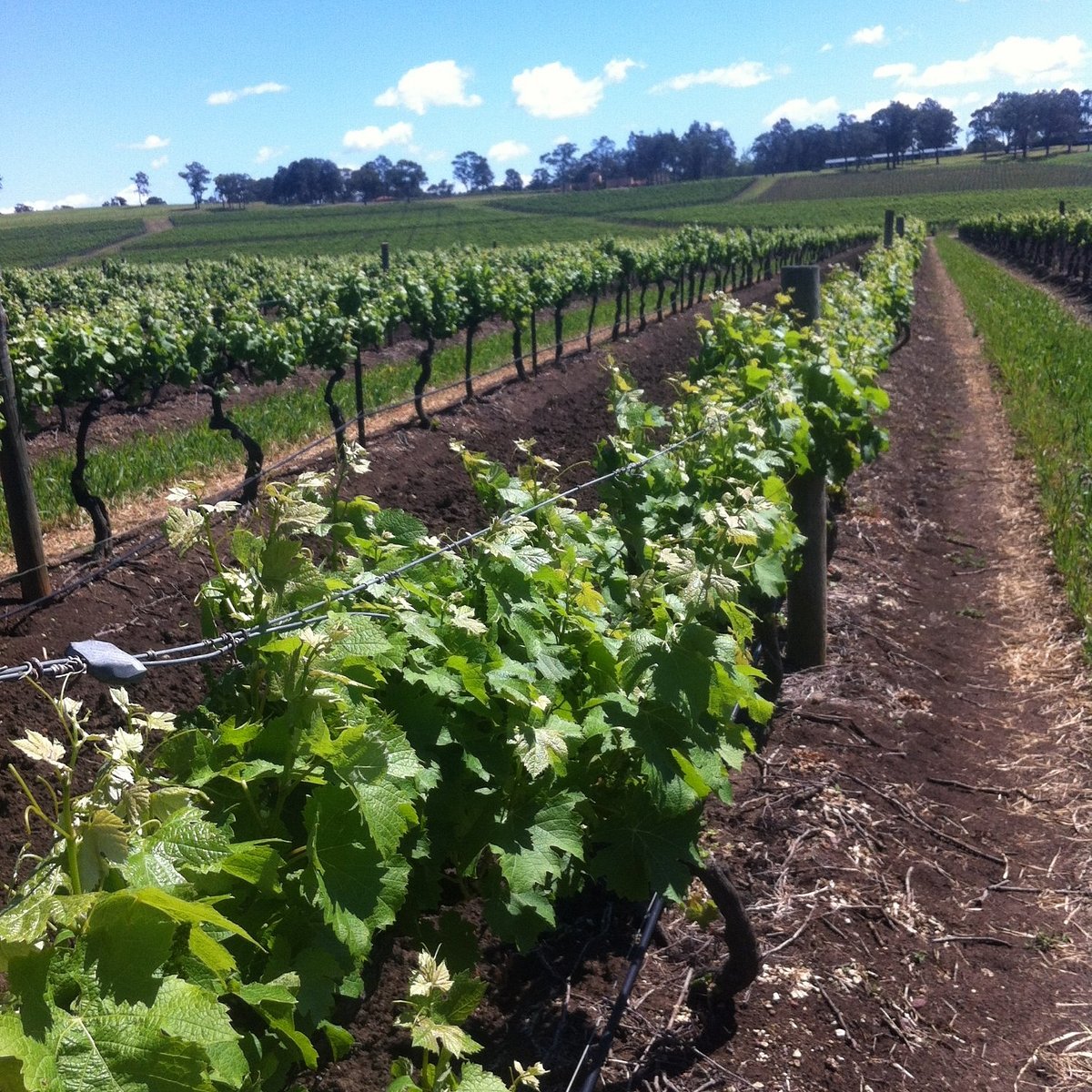 hunter valley tours reviews