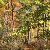 Hiking Trail at Whittemore Sanctuary