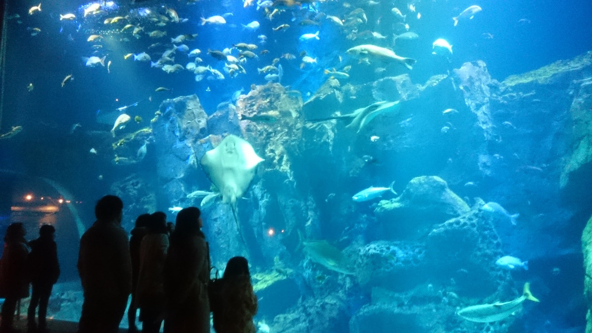 2024年 男鹿水族館GAO - 出発前に知っておくべきことすべて - トリップアドバイザー