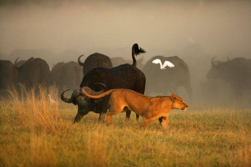 ThisAndThat Safaris image