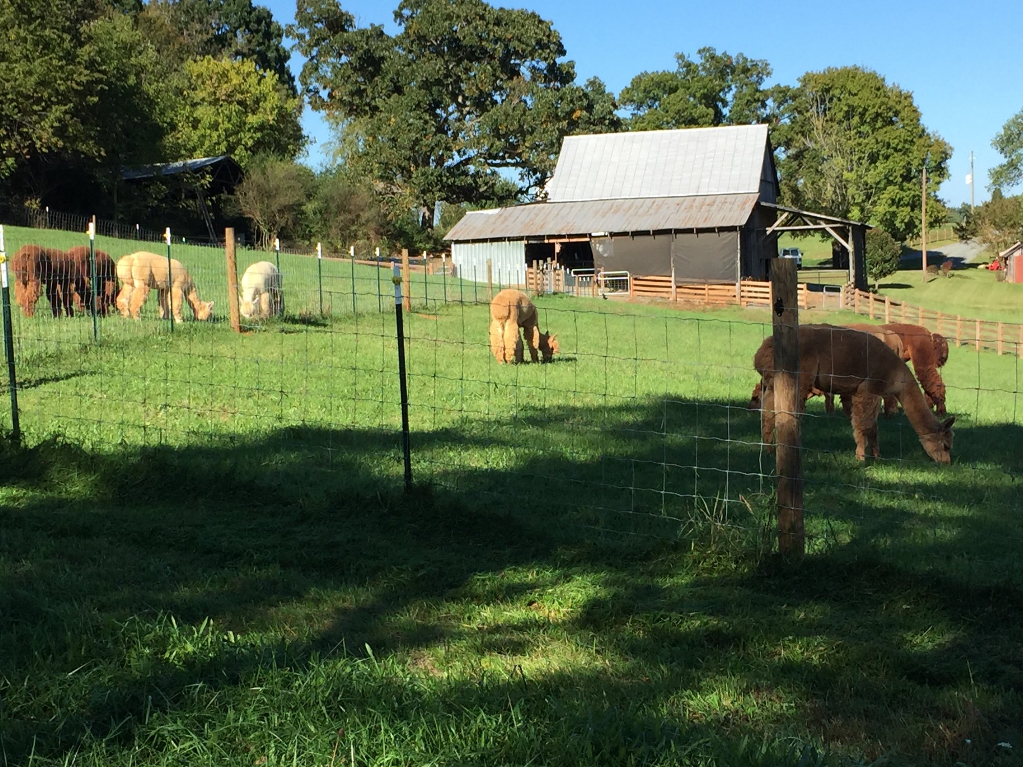 Pacabella Farm Alpacas Boutique All You Need to Know BEFORE