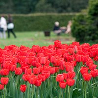 Tulipany w łódzkim ogrodzie botanicznym.