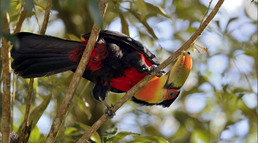 Este Tucano-de-bico-verde estava se alimentando de frutas nativas numa árvore bem pertinho da ge