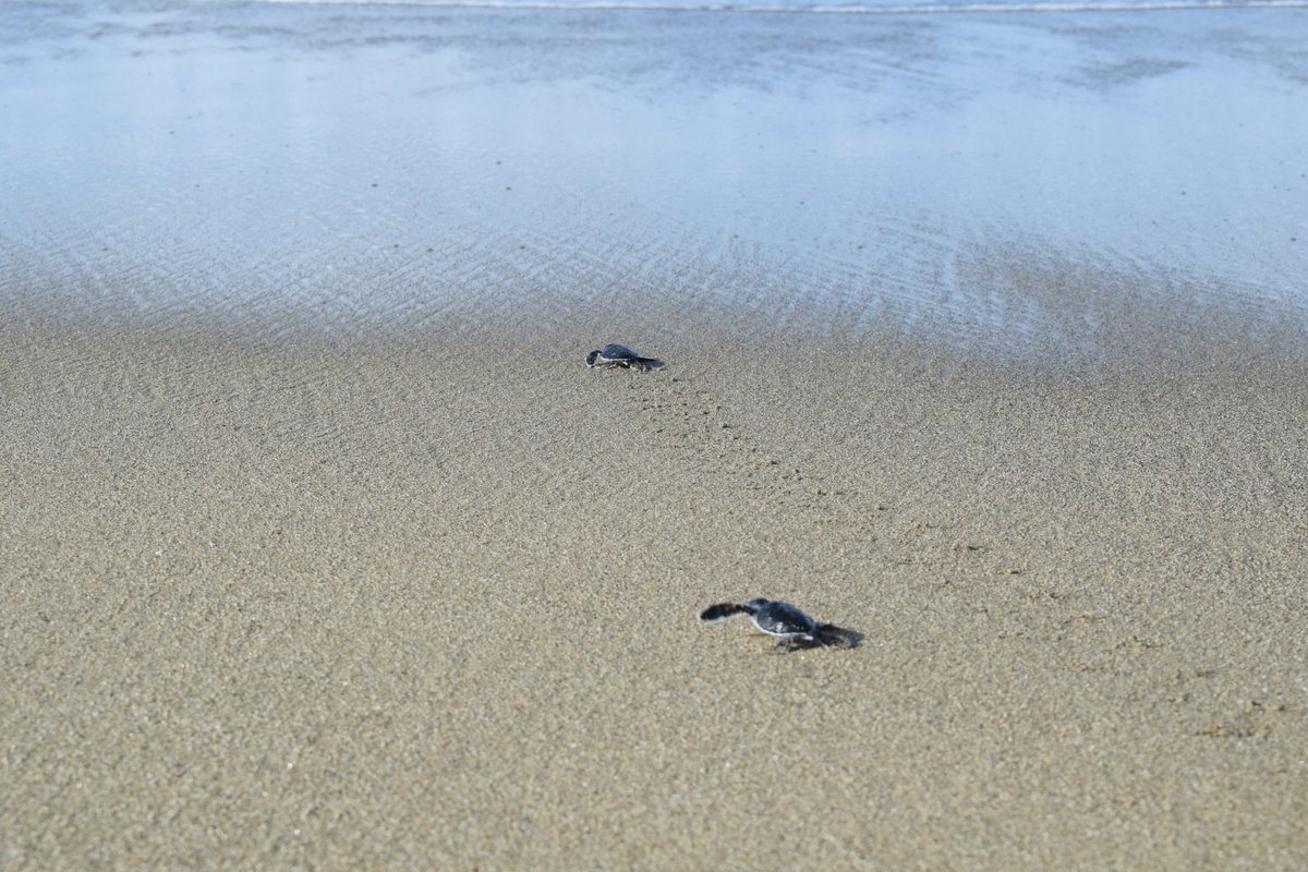 22年 Sukamade Beach 行く前に 見どころをチェック トリップアドバイザー