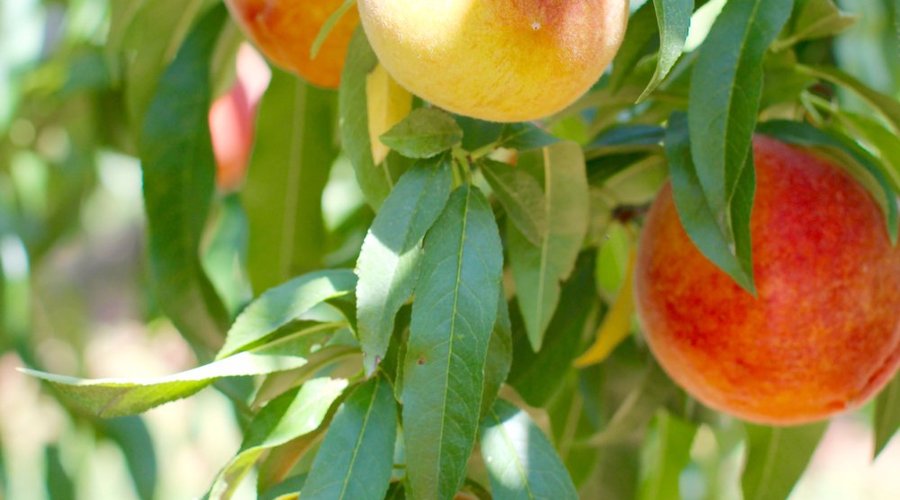 Peaches