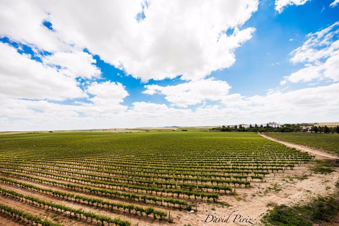 Imagen 8 de Bodegas Medina