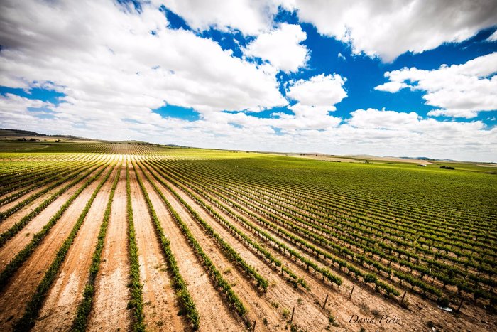 Imagen 7 de Bodegas Medina