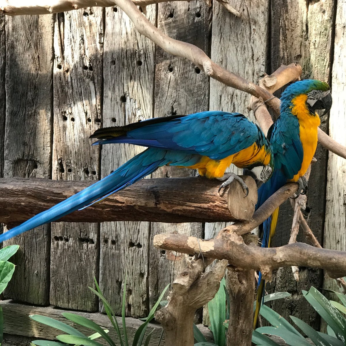 World of Birds (Cape Town Central): All You Need to Know