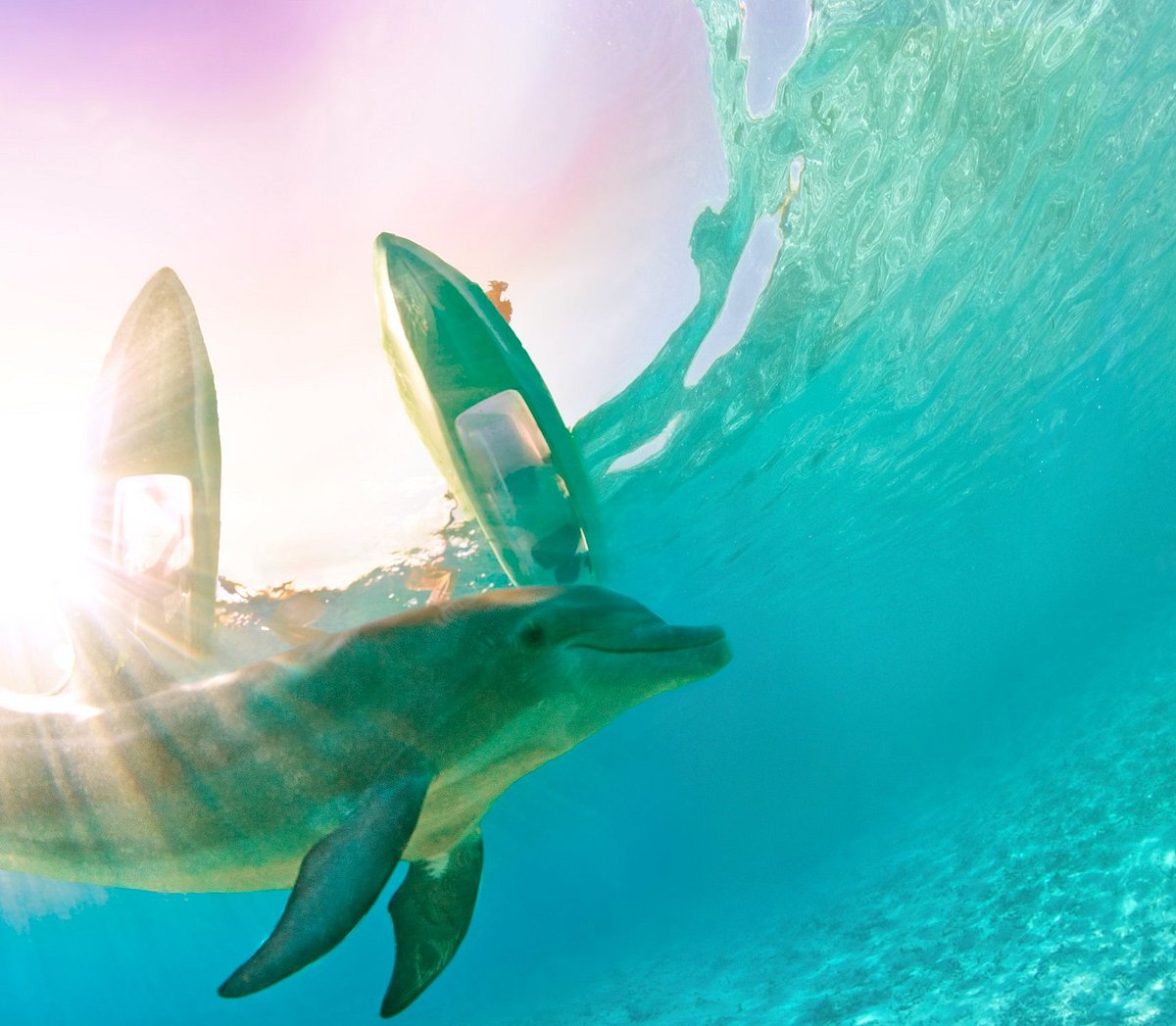 Dolphin Cay (Paradise Island) - All You Need to Know BEFORE You Go Dolphin Cay (Paradise Island) - All You Need to Know BEFORE You Go