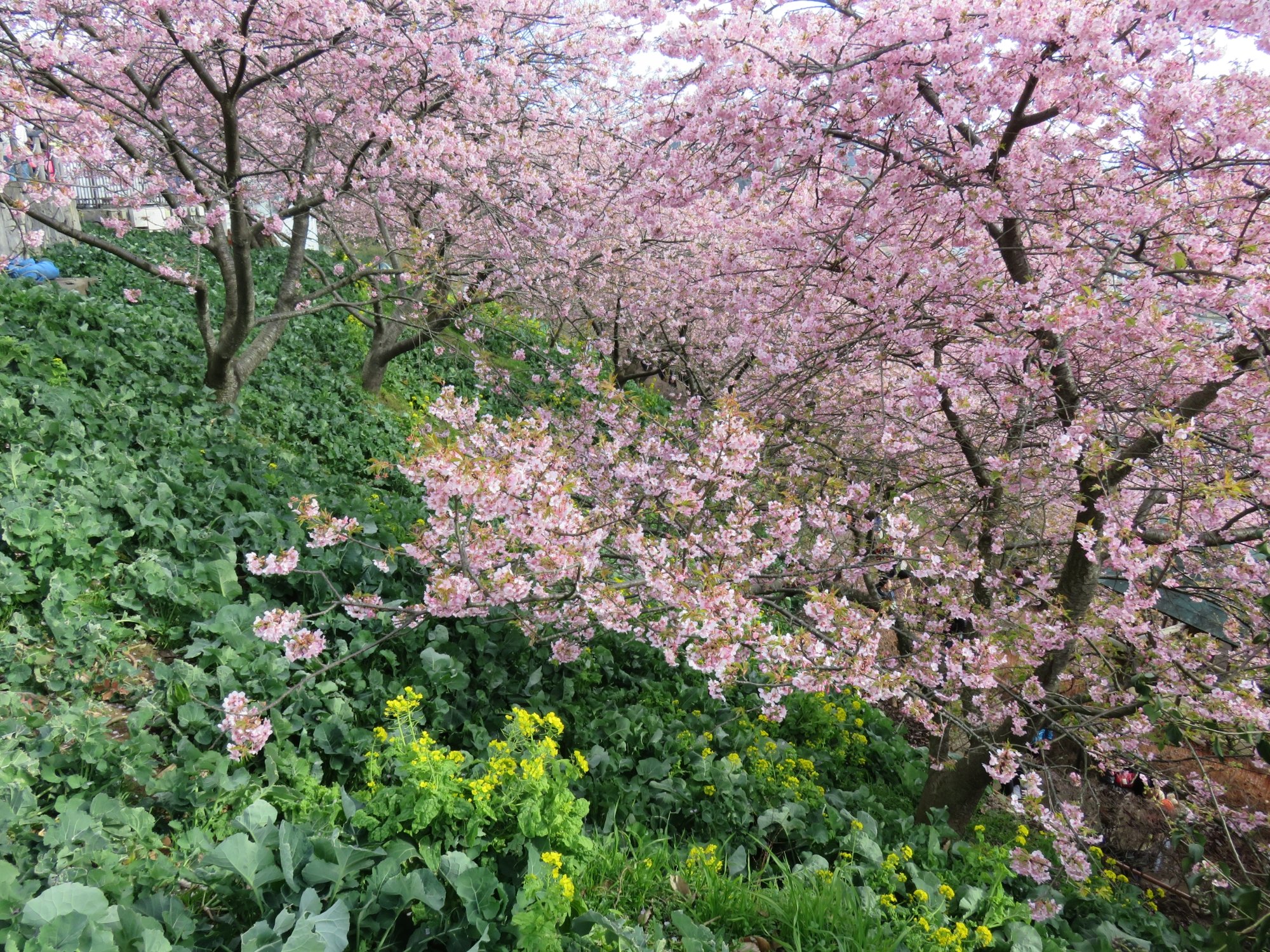 Matsuda Herb Garden (2025) - All You Need to Know BEFORE You