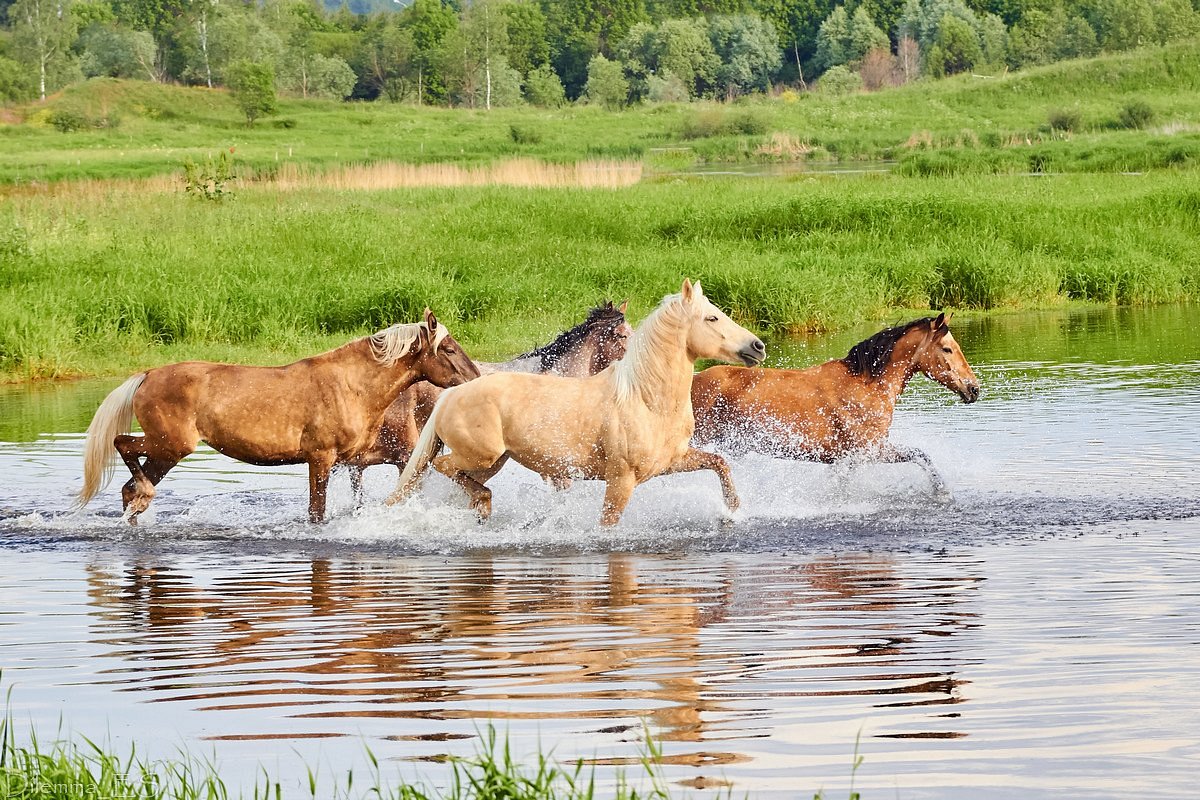 Ранчо Аванпост, Можайск: лучшие советы перед посещением - Tripadvisor