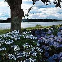 Photo de la balade dès hortensia prise aux printemp.