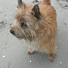 Chancerthebear