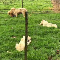 East London Lion Park