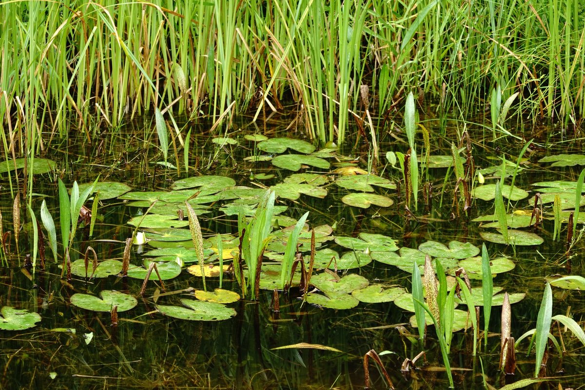 Koigakubo Wetlands (Niimi) - All You Need to Know BEFORE You Go