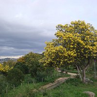Mimosas avec en fond les montagnes !
