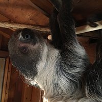Up close with the sloths