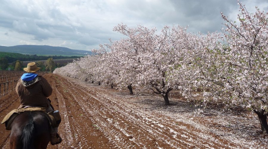Almond blooming at Sirin Hights 