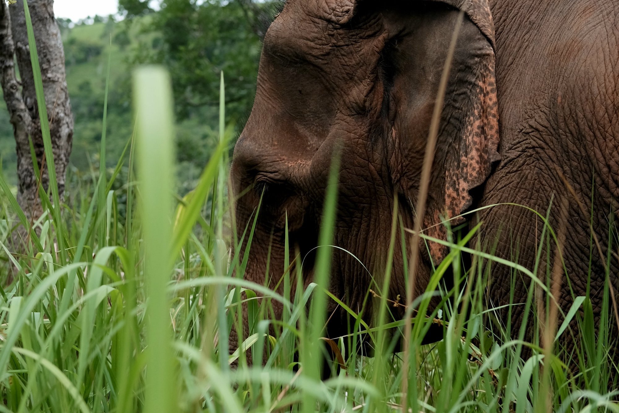 LEAF Cambodia Mondulkiri Elephant & Wildlife Sanctuary (Sen Monorom