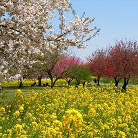 4月下旬