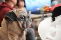 Pug Cafe Living Room Kyoto 21 All You Need To Know Before You Go With Photos Tripadvisor