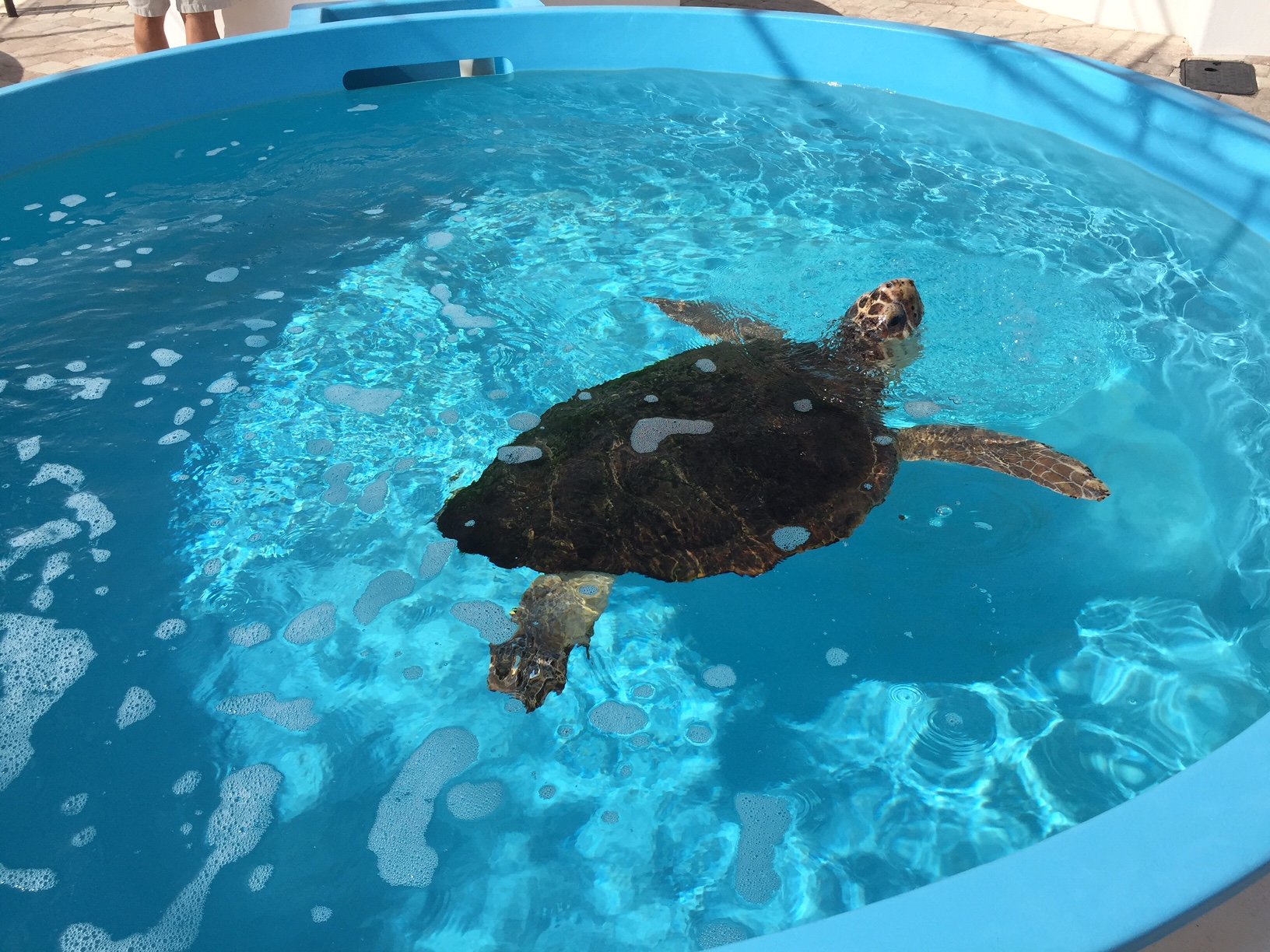 LOGGERHEAD MARINELIFE CENTER (2024) All You Need To Know BEFORE You Go ...