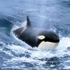 Naturaliste Charters