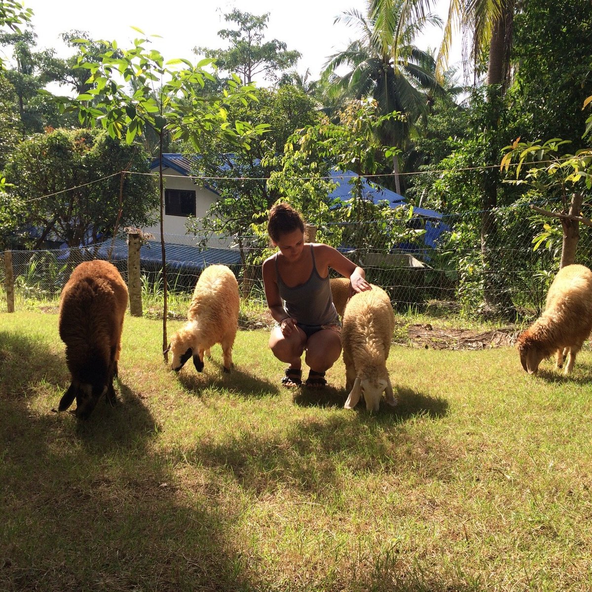 Purina Sheep Farm, Пханган: лучшие советы перед посещением - Tripadvisor