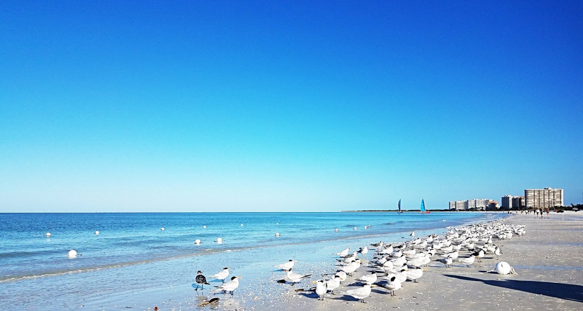 are dogs allowed on the beach in marco island fl