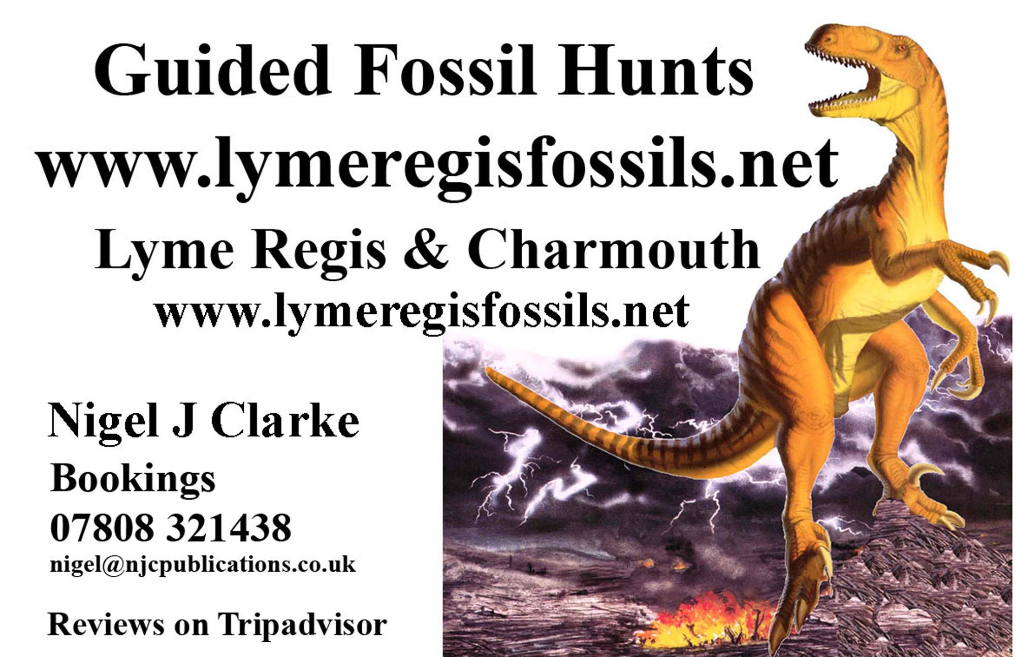 FOSSIL HUNTING WALKS (Lyme Regis) - Qué SABER Antes De Ir