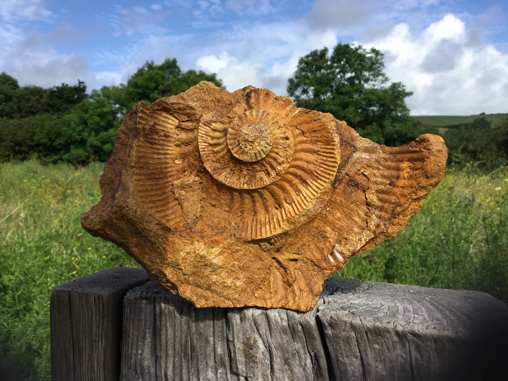 Fossil Hunting Walks (Lyme Regis) - ATUALIZADO 2022 O Que Saber Antes ...