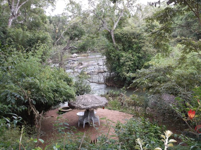 Premium AI Image  A stream in the forest with rocks and trees