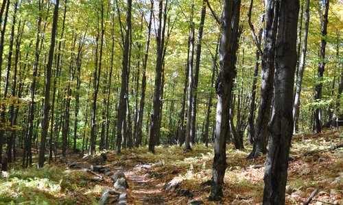 Parc des Montagnards