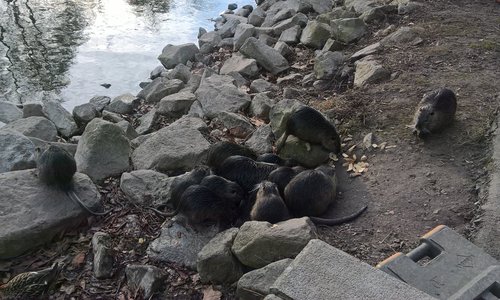 Nutria im Schnapspark