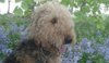 Fred196053