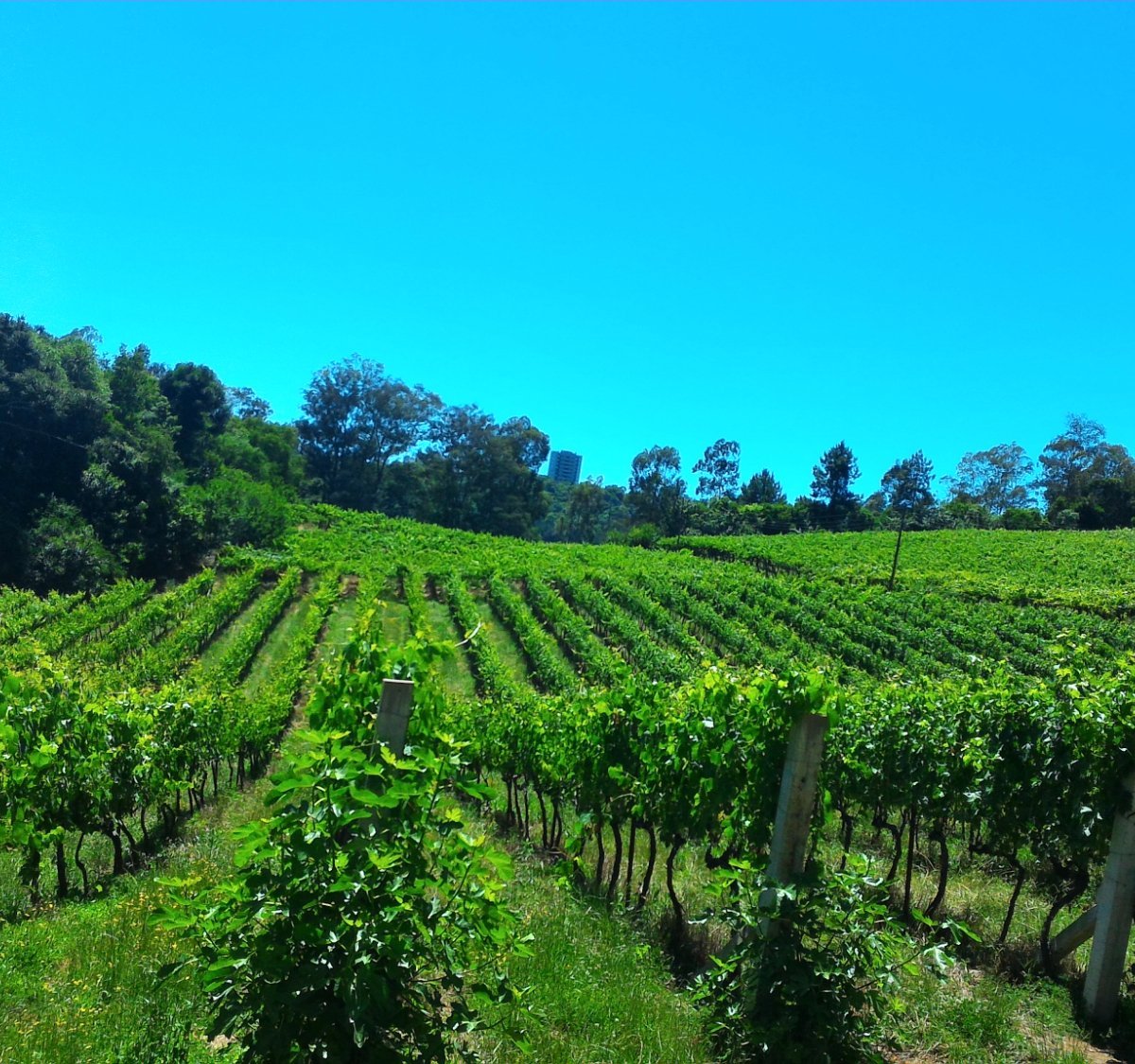 Resolvi vender uvas passas nas ruas, Será que deu lucro? 