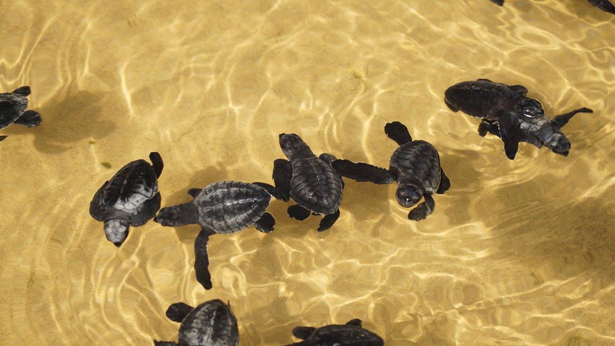 Turtle Hatchery Hikkaduwa - All You Need to Know BEFORE You Go