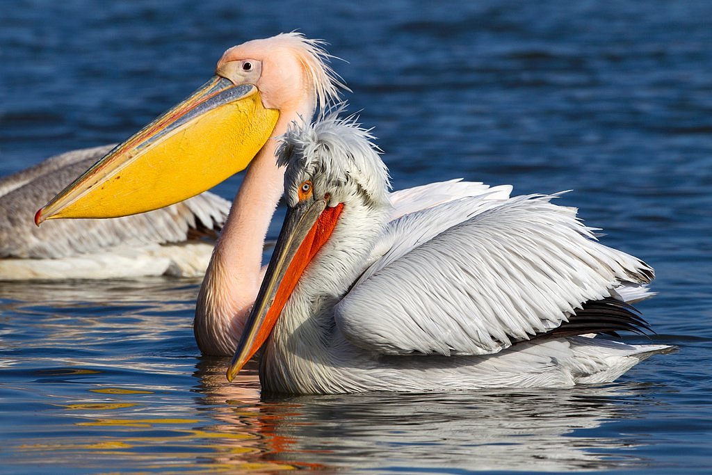 neophron bird tours